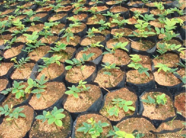 黃花梨種子發(fā)芽出苗圖片 黃花梨種子發(fā)芽出苗圖片