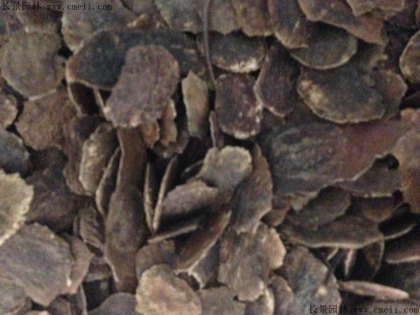 黃花梨種子圖片 黃花梨種子圖片