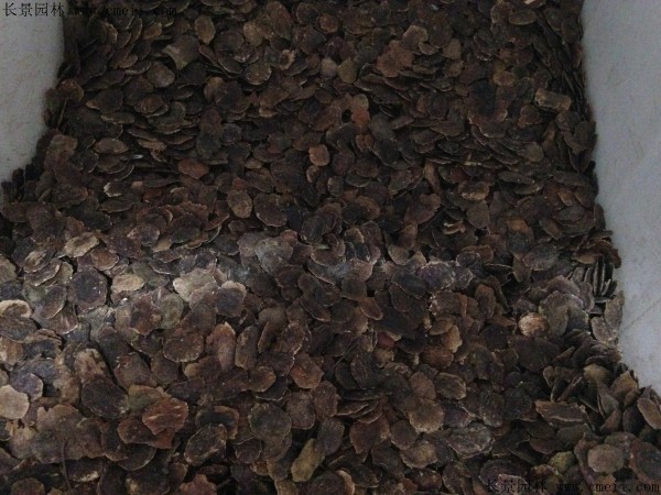 黃花梨種子圖片 黃花梨種子圖片