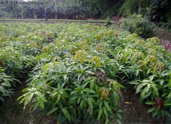 芒果種子發(fā)芽出苗圖片