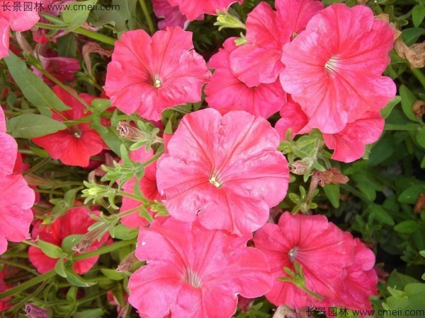 牽?；ǚN子發(fā)芽出苗開花圖片