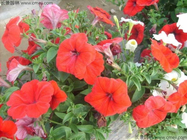 牽?；ǚN子發(fā)芽出苗開花圖片