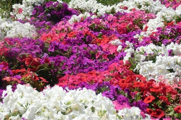 牽?；ǚN子發(fā)芽出苗開花圖片