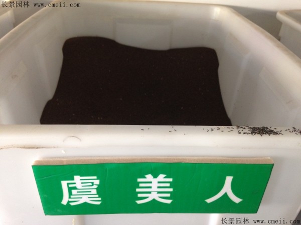 虞美人種子圖片 虞美人種子圖片