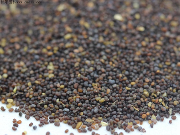 虞美人種子圖片 虞美人種子圖片