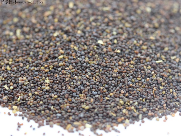 虞美人種子圖片 虞美人種子圖片