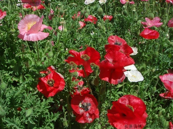 虞美人開花圖片花海 虞美人開花圖片花海