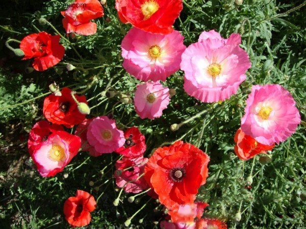 虞美人開花圖片花海 虞美人開花圖片花海