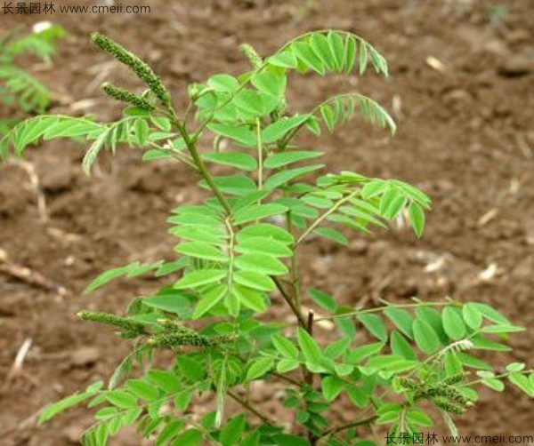 紫穗槐樹葉圖片 紫穗槐樹葉圖片