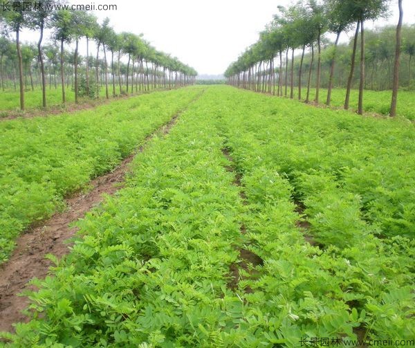 紫穗槐種子發(fā)芽出苗圖片 紫穗槐種子發(fā)芽出苗圖片