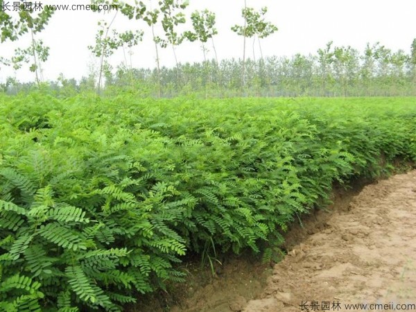 紫穗槐種子發(fā)芽出苗圖片 紫穗槐種子發(fā)芽出苗圖片