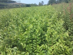 6月可以播種櫸樹(shù)嗎？