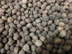 陜西哪里有賣櫸樹(shù)種子的  種子圖片