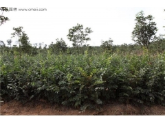 4月可以播種櫸樹(shù)嗎？