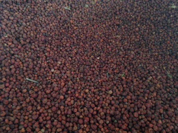 火棘種子圖片 火棘種子圖片