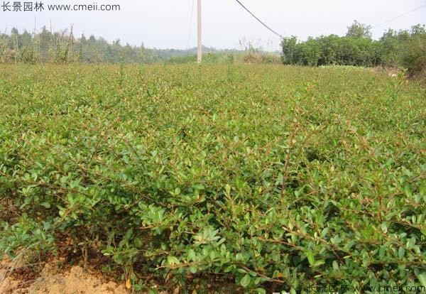 火棘種子發(fā)芽出苗圖片 火棘種子發(fā)芽出苗圖片