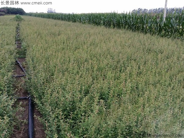 火棘種子發(fā)芽出苗圖片 火棘種子發(fā)芽出苗圖片