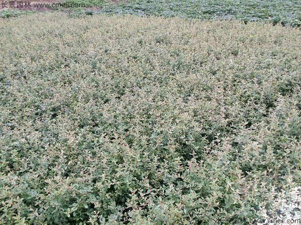 火棘種子發(fā)芽出苗圖片 火棘種子發(fā)芽出苗圖片