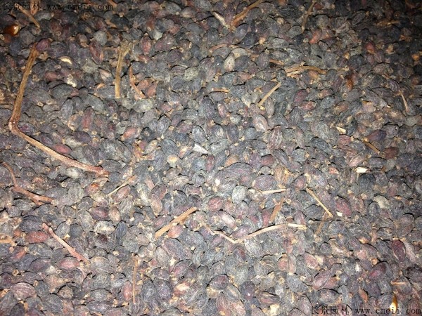 法國(guó)冬青種子圖片