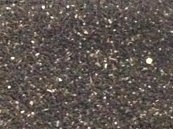 金魚草種子圖片