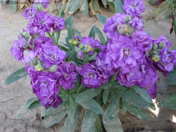 紫羅蘭種子發(fā)芽出苗開花圖片 紫羅蘭種子發(fā)芽出苗開花圖片