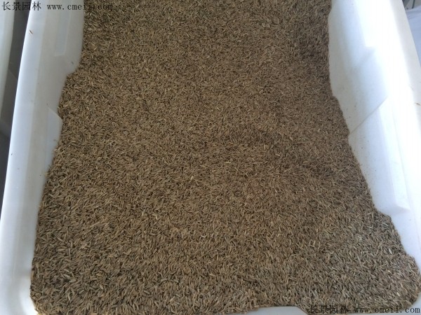 芨芨草種子圖片 芨芨草種子圖片