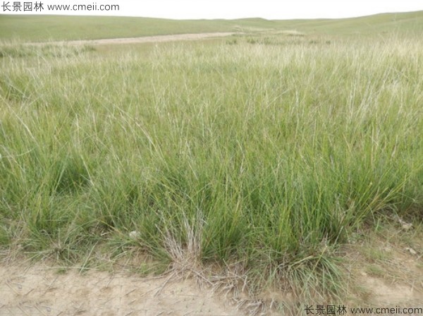 芨芨草種子發(fā)芽出苗圖片