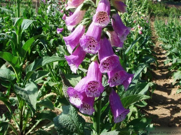 毛地黃種子發(fā)芽出苗開花圖片 毛地黃種子發(fā)芽出苗開花圖片