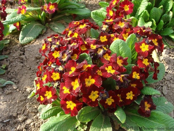 歐洲報(bào)春花 歐洲報(bào)春花