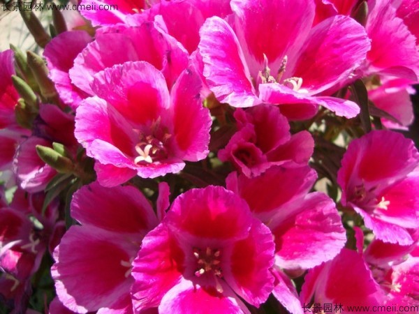 古代稀種子發(fā)芽出苗開花圖片 古代稀種子發(fā)芽出苗開花圖片