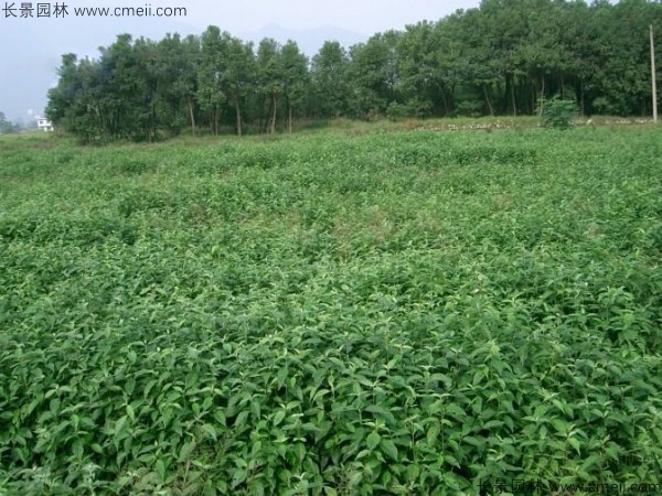 光皮樹種子發(fā)芽出苗圖片 光皮樹種子發(fā)芽出苗圖片