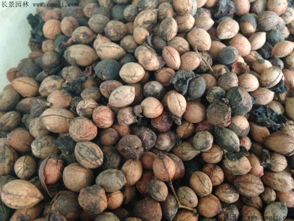 歐李種子圖片 歐李種子圖片