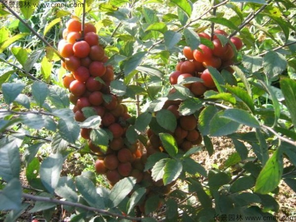 歐李種子發(fā)芽出苗開(kāi)花結(jié)果圖片 歐李種子發(fā)芽出苗開(kāi)花結(jié)果圖片