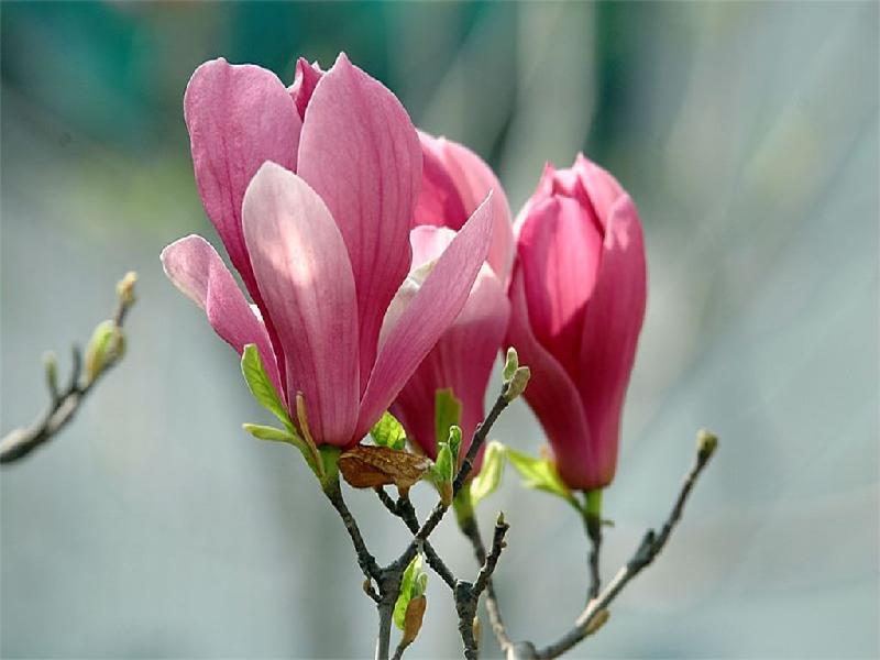 紫玉蘭花期是什么時(shí)候? 紫玉蘭花期是什么時(shí)候?