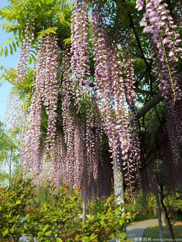 花穗最長(zhǎng)的紫藤-三尺藤 花穗最長(zhǎng)的紫藤-三尺藤