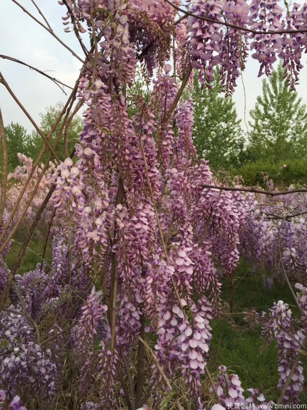 日本多花紫藤銀藤 日本多花紫藤銀藤