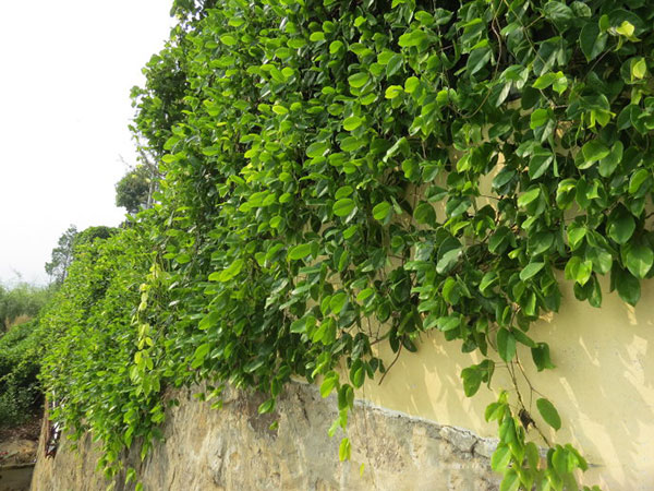 紅花紫藤樹苗開花紅色 紅花紫藤樹苗開花紅色