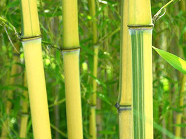 金鑲玉竹苗竹子