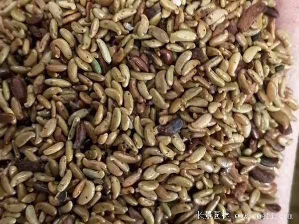 紫穗槐種子 紫穗槐種子