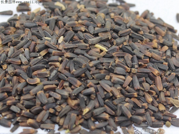 堆芯菊種子 堆芯菊種子