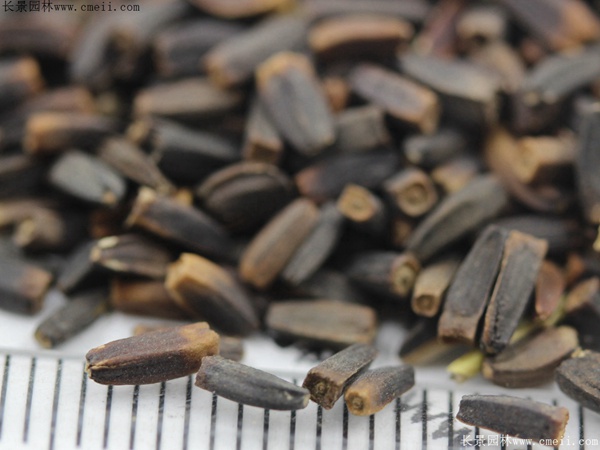 堆芯菊種子 堆芯菊種子