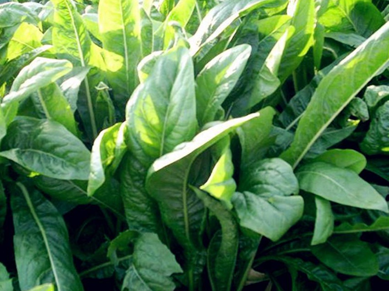 進(jìn)口菊苣種子 進(jìn)口菊苣種子