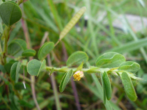 圓葉決明種子 圓葉決明種子