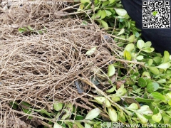 10公分小葉黃楊價(jià)格是多少？床苗 幼苗 小苗