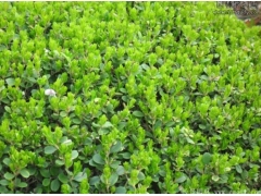 小葉黃楊樹苗多少錢一棵？