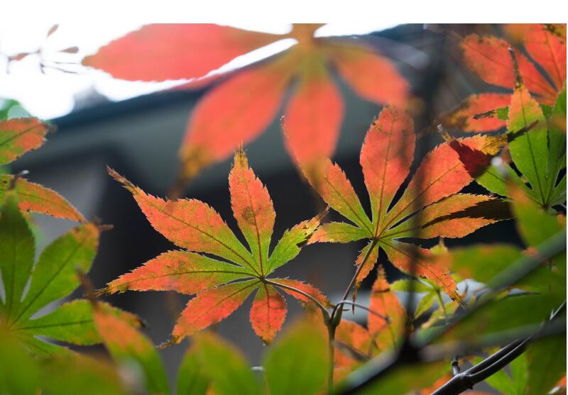 1649043934931456.jpg 1649043934931456.jpg