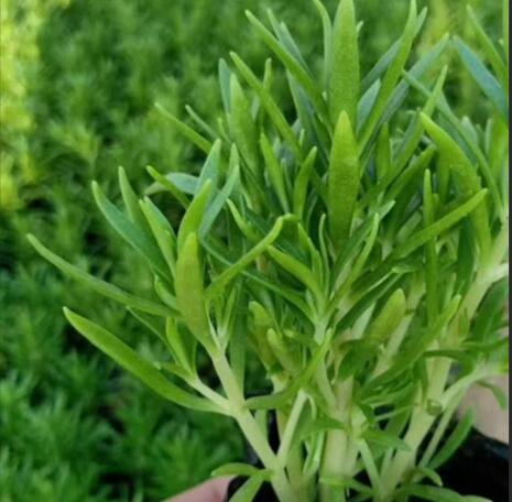 1649657678949282.jpg 1649657678949282.jpg