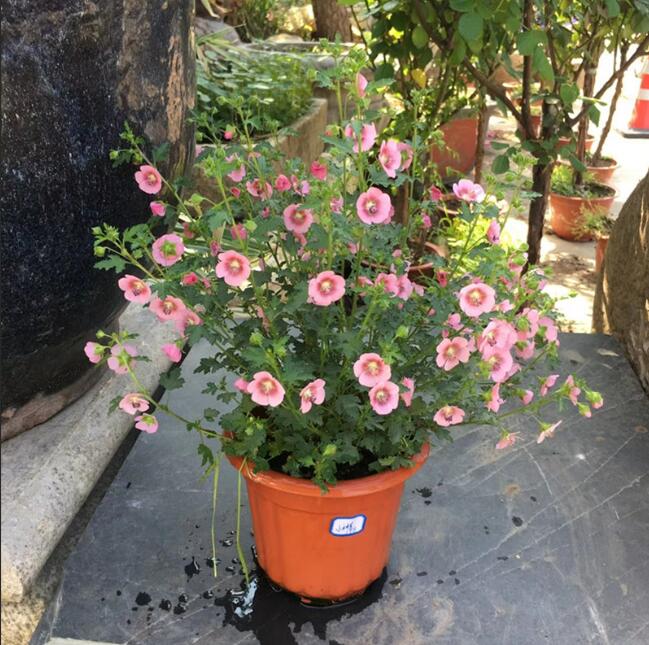 1650627874184618.jpg 1650627874184618.jpg