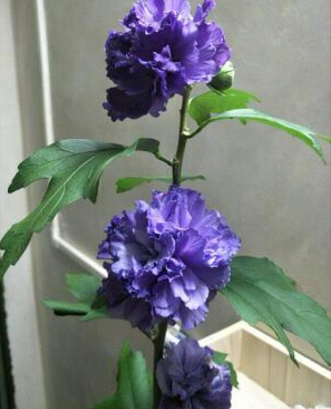 1650628509292783.jpg 1650628509292783.jpg