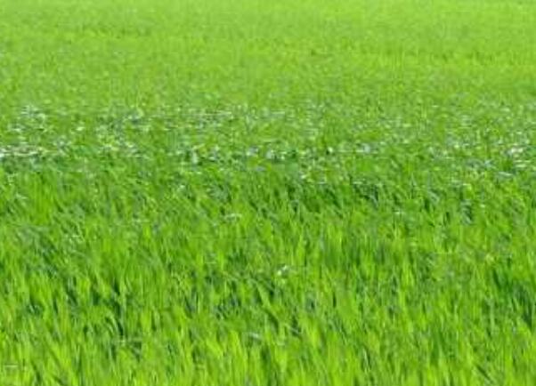 1651543707536283.jpg 1651543707536283.jpg